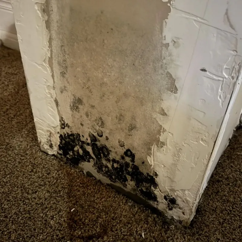 Professional Mold Removal in Buchanan, VA